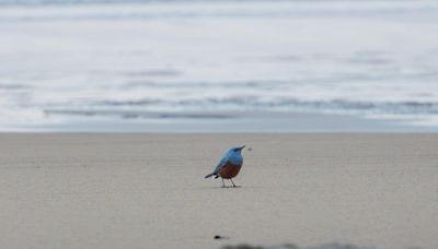 Bird never seen in US, the blue rock thrush, reportedly spotted on Oregon coast