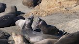 Bull elephant seals return to SLO County for summer break. Who else is at the beach?