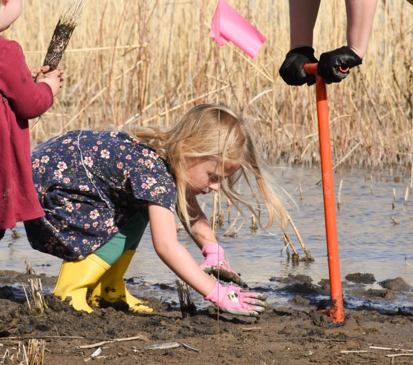 ‘Planting parties’ helping native plants get a foothold on Utah Lake’s shores