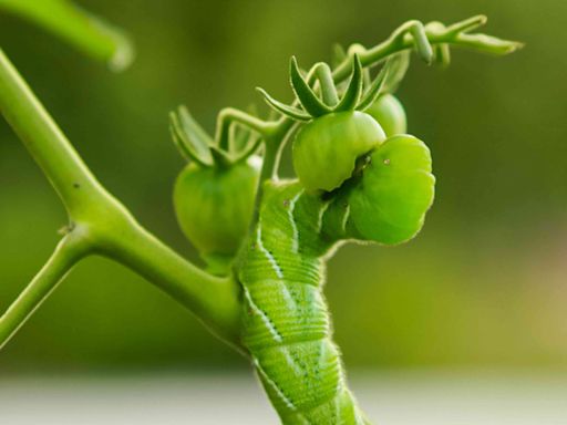 12 Tomato Plant Pests to Watch Out for and How to Get Rid of Them Fast