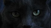 National Black Cat Appreciation Day 2022 Quotes