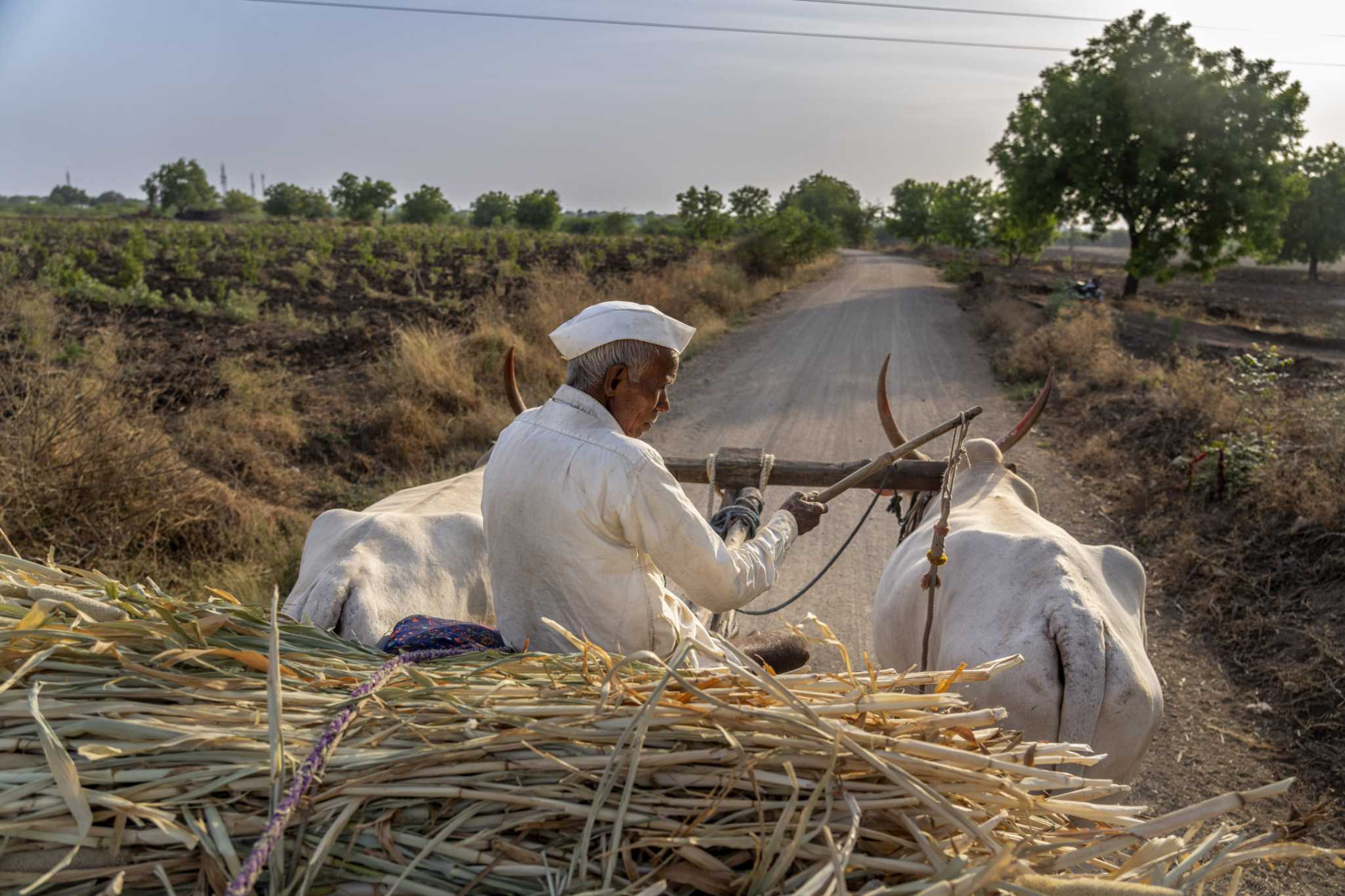 Farmers in India are weary of politicians' lackluster response to their climate-driven water crisis