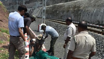 Madhya Pradesh: Special Railway Wagon Used To Rescue Two Injured Cubs In Sehore