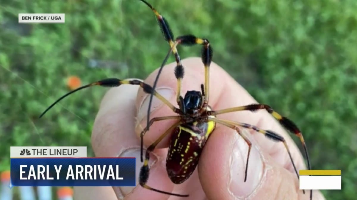 Parachuting spider arrives in Pa. burbs: The Lineup