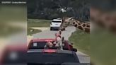 Giraffe picks up toddler during drive-thru safari in Texas: VIDEO
