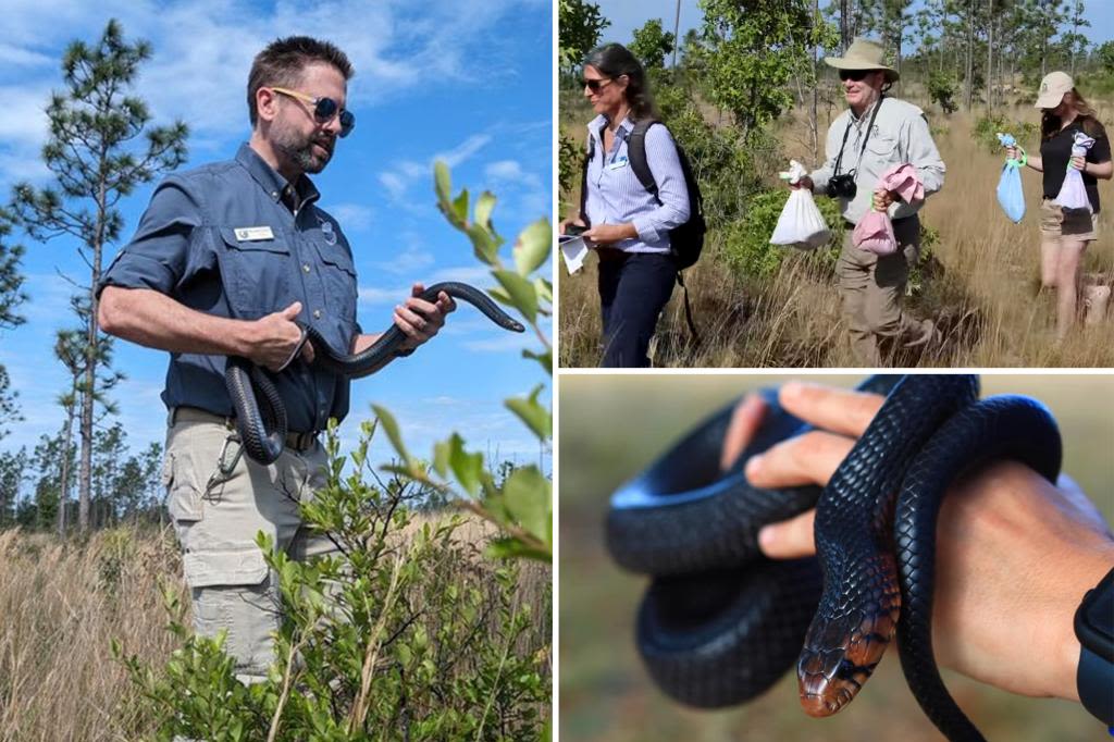 Longest snake species in the US released in Florida preserve