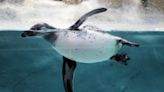 In eight years, Humboldt penguins at Mumbai Zoo have grown from eight to 18 in number