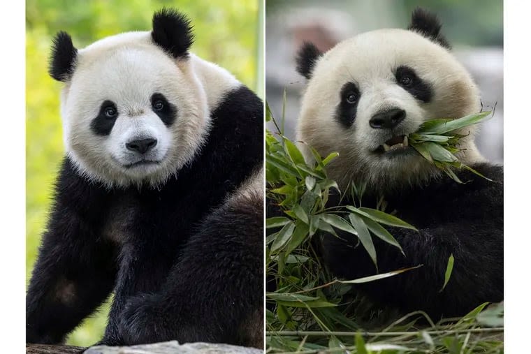 Giant pandas and the Panda Cam are coming back to D.C. Here’s what to know.