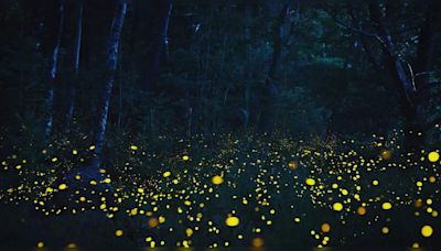 Maharashtra: Best places to enjoy the magic of fireflies this monsoon