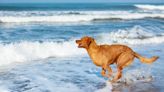 San Diego's Beloved Surf Therapy Dog Has Sadly Passed Away