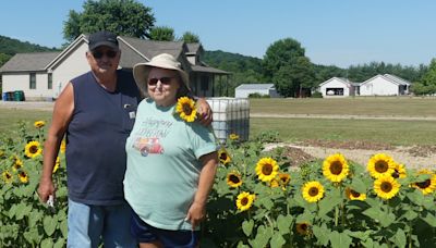 Frankfort couple showcases love through sunflower garden