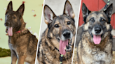 PSPCA seeks homes for neglected military and government working dogs