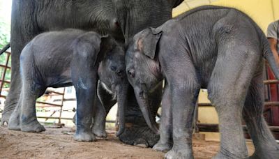 Rare twin elephants take first steps - PICTURE