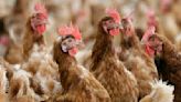 USDA: Preventive efforts to combat salmonella in poultry products