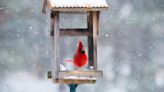 Got a Bird Feeder? Do 3 Things To Keep Tweety Coming Back All Winter