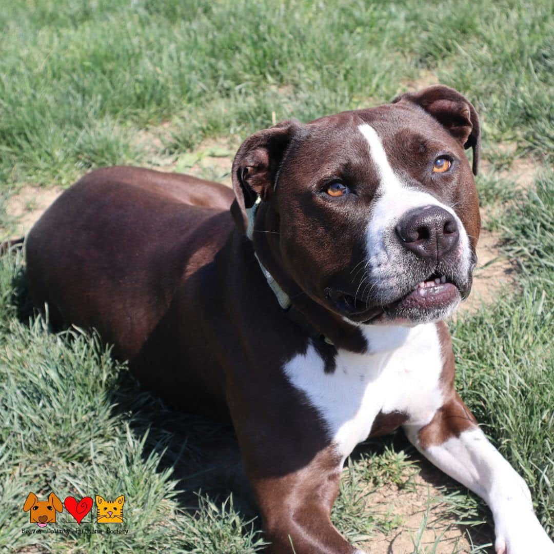 Diesel, the Beaver County Humane Society's 'Dog of The Week,' seeks forever home