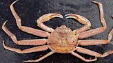 3 fishermen accused of illegally transporting Alaska crab to Seattle for better prices