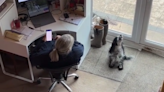 Dog who helps owner pick lottery tickets delights internet: "Did you win?"