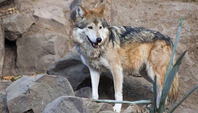 FOTOS: CDMX aportó 190 crías de lobo mexicano; buscan evitar su extinción