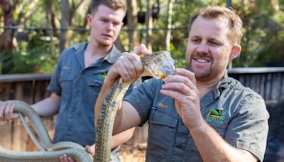 Zoo Keepers Perform Dangerous Health Check On Deadly King Cobra