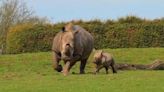 Adorable video shows baby rhino enjoying sunshine