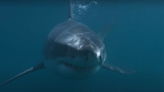 Here’s How to Watch Shark Week For Free to See the Most Dangerous & Misunderstood Predator of the Sea