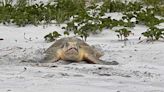 Rare sea turtle spotted in Volusia; 2 dozen seen in last 3 decades