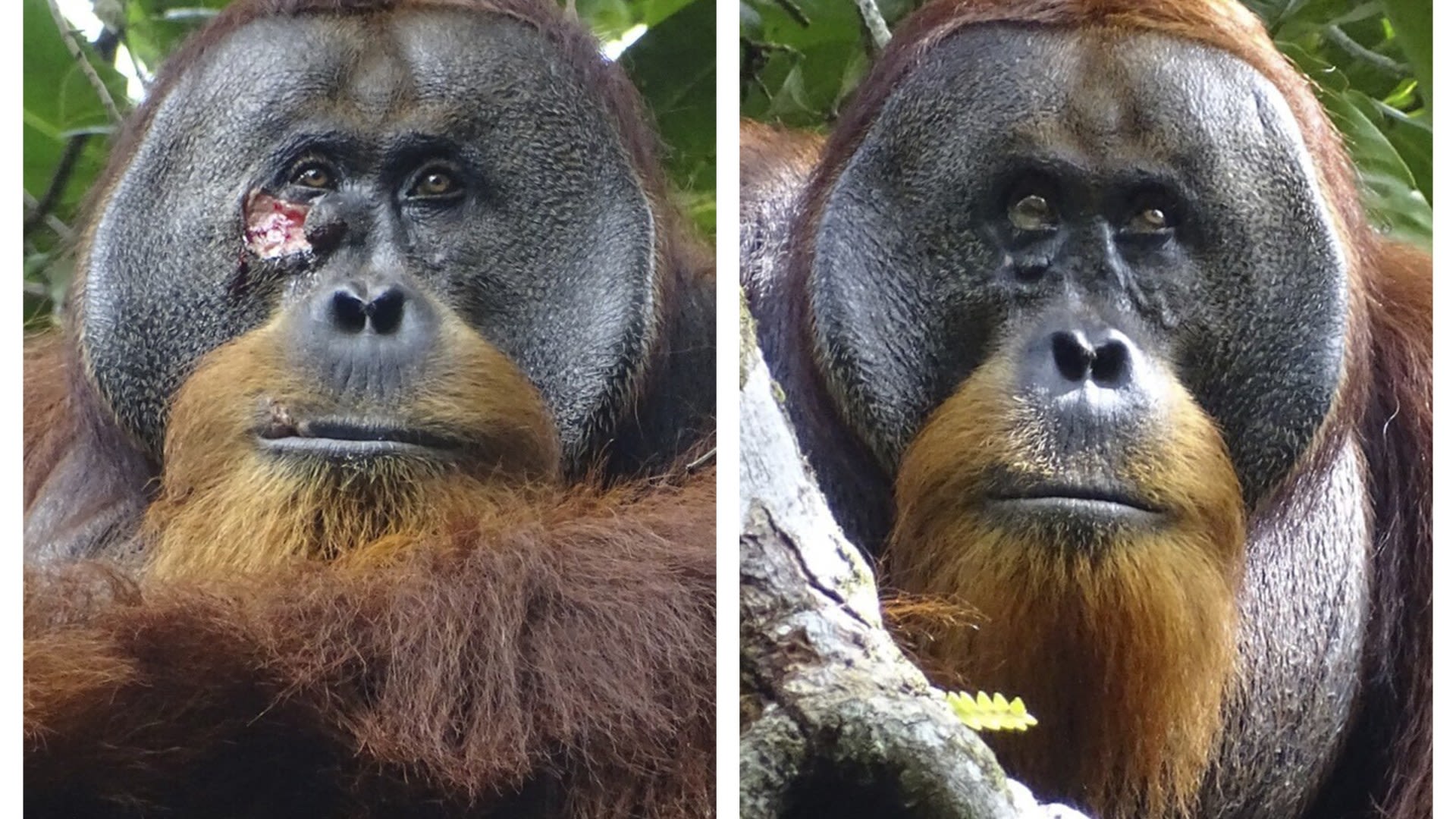 Incredible pics show how orangutan healed facial wound with plant in world first