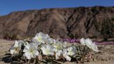 Friends of Desert Mountains plans wildflower festival in Palm Desert