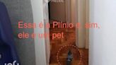 Anúncio de apartamento à venda viraliza com pombo de estimação do proprietário