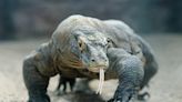 What led to a Komodo dragon attack at the Akron Zoo