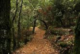 Los Trancos Open Space Preserve