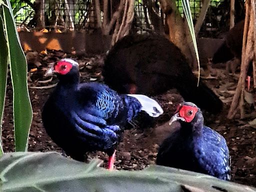 'Shy and scared' tropical bird escapes from zoo