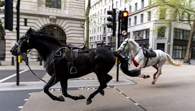 London's Cavalry chaos: Moment-by-distressing moment - how five army horses threw off their riders and rampaged for six miles across capital