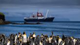 King penguin swims hundreds of miles from Antarctic to show up on Australian beach