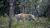 El tigre del Himalaya ocupa nuevos hábitats, a 4,000 metros, por el cambio climático