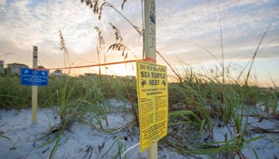 ‘Such high numbers.’ Sea turtles set new record on Anna Maria Island beaches