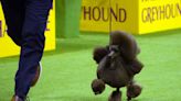 Sage, a miniature poodle, wins Westminster Kennel Club dog show