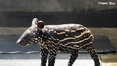 馬來貘寶寶名字出爐！北市動物園透露「莉姆路」見客時間