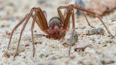 Qué es la peligrosa araña violinista que ha picado a una persona en Vizcaya: seis ojos y un veneno 10 veces más potente que el de una cobra