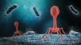 Researchers Discover Mechanism Behind How Phages Disarm Pathogenic Bacteria