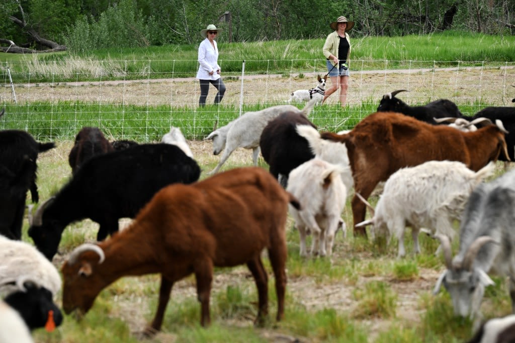 Hungry goats are latest phenom-nom-nom in Colorado wildfire prevention