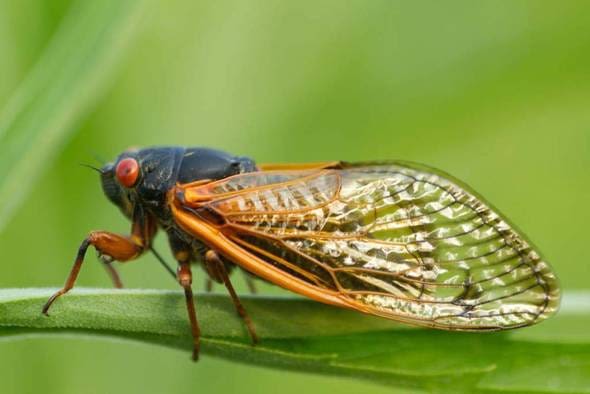 What happens if my dog eats a cicada? Check out these tips for pet owners