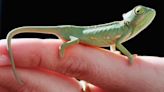 How Do Chameleons Change Color? And Why?