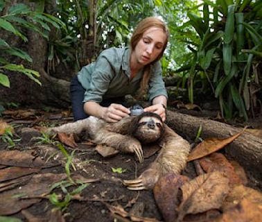 Slow-moving sloths will struggle to adapt quickly to climate change – new study