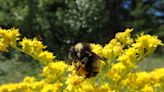 Community science volunteers can set scientific world abuzz with new bumble bee sightings