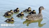 University of Essex study looks at fall in duck populations