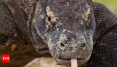 Dangerous animals in the world | World News - Times of India