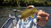 Fishing for a good cause: Bass bash events on Oregon rivers target non-native smallmouth