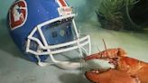 Meet Crush, the rare orange lobster diverted from dinner plate to aquarium by Denver Broncos fans